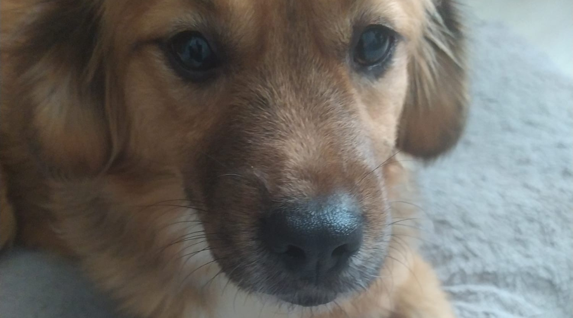 Chiens à adopter